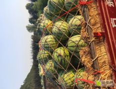 太康常营8424西瓜大量上市，诚信合作!