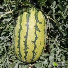 甘肃靖远晒沙瓜，全国代发