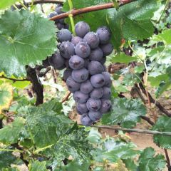 优质套袋京亚葡萄