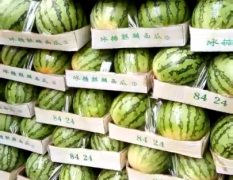 大量优质西瓜8424 欢迎选购