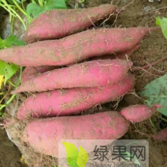 3000吨西瓜红薯，质优价廉