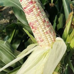 湖北甜糯玉米大量上市