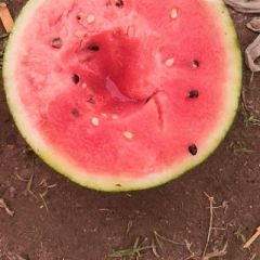 河南 8424 美都 秦虹208 京欣龙卷风 大量上市啦