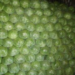 2021-河北张家口草沟堡代收优质甘蓝-中甘21