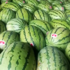 甘肃靖远高湾硒砂瓜石头瓜专业代办