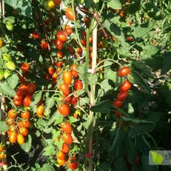 纯天然无保护圣女果