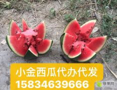 京欣圓瓜 地雷瓜 慶紅 新地 林峰 晨露