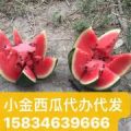 京欣圆瓜 地雷瓜 庆红 新地 林峰 晨露