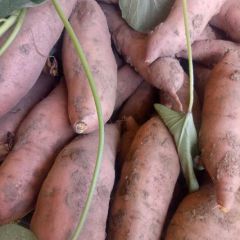 龙暑九品种红皮红瓤精品货