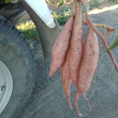 本合作社大量提供烟薯25西瓜红