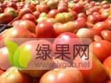 大量西红柿上市。