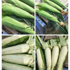 商机！！！五百亩白糯玉米急售