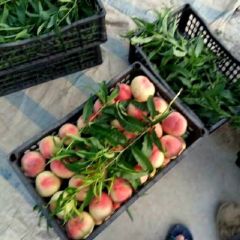 脆蜜王毛桃大量上市货源充足价格低