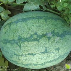 河北定州大量供应西瓜