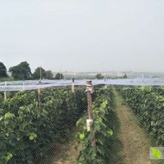 山西省河津市京亚葡萄基地