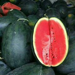 太康高贤万亩黑美人西瓜上市中