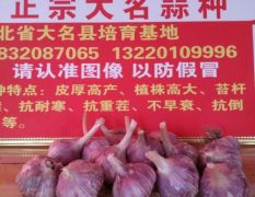 河北邯郸杂交蒜大蒜品质优良，蒜苔大量共应需要的客户请联系158320