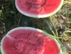 金花3号，大量开盘，欢迎选购