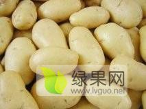 2019凌海土豆3月15日开始大量上市