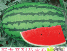 河南西瓜代收 河南西瓜批发价格
