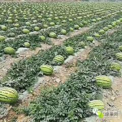 石头缝里的西瓜