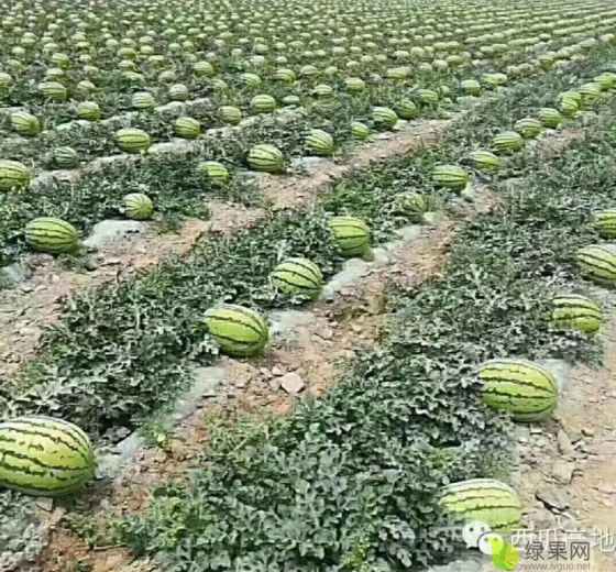 金花一号价格