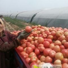 2019内蒙古赤峰市大量优质硬粉西红柿7月上市