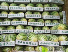8424 花长瓜 美都西瓜大量供应