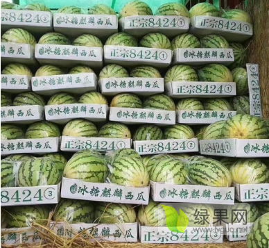 2019年河南扶沟8424西瓜价格