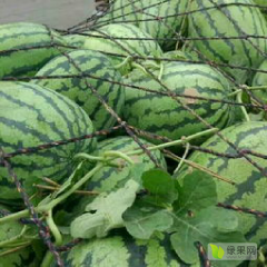 2023夏邑直生苗冠龙西瓜美都西瓜基地