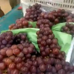 河北邯郸红无籽葡萄色香诱人