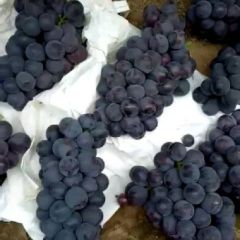 河北邯郸京亚葡萄价格下滑