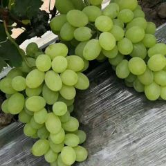 葡萄大量上市，价格便宜，货源充足