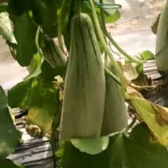 羊角蜜头茬甜瓜便宜卖了