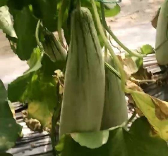 2019年山东寒亭羊角蜜价格
