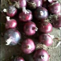 精品潍坊地区二红紫皮，黄皮洋葱