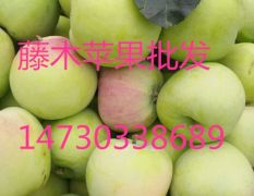 河北石家庄藤木苹果成熟了欢迎新老客户前来收购