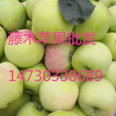 河北石家庄藤木苹果成熟了欢迎新老客户前来收购