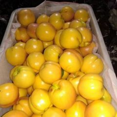 优质黄桃，中油系列