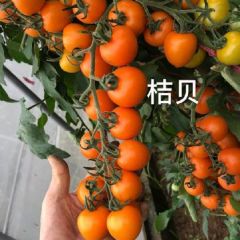绿亨科技–番茄种子