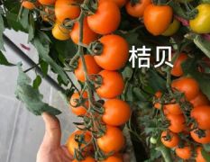 绿亨科技–番茄种子