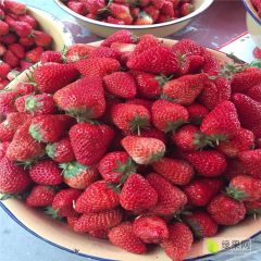 妙香草莓苗、妙香草莓苗批发价格、妙香草莓苗基地