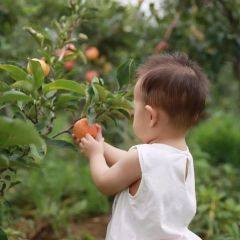 秦阳苹果 美国新红将军 晚秋桃 泉和种植基地大量供应