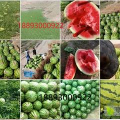 甘肃唯一大量销售硒砂瓜代办人