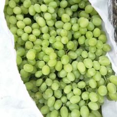 河北省邢台市广宗县葡萄种植基地