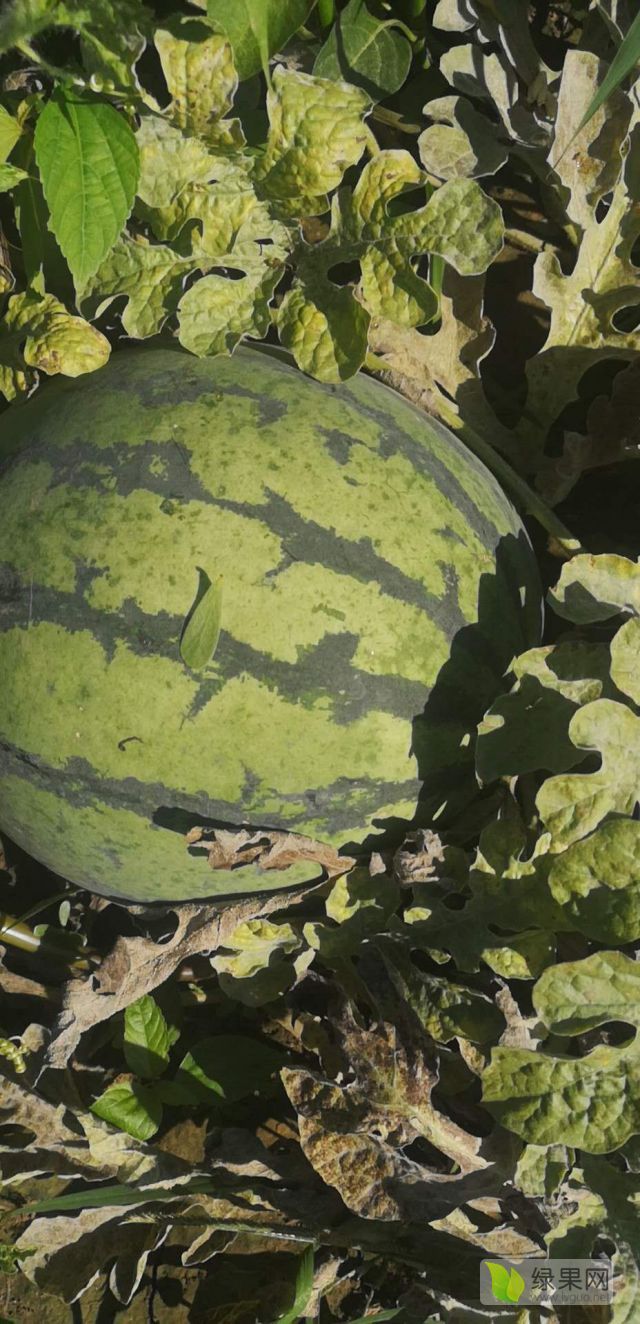 薄皮甘甜的庆红宝 - 西瓜商情网 - 2022年西瓜价格行情