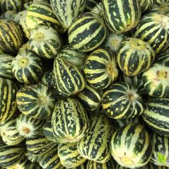 冰糖子产地批发中心