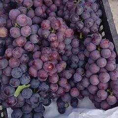 保定市万亩葡萄基地，京亚，夏黑，巨峰，维多利亚
