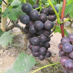 大量供应，各种葡萄，价格便宜了
