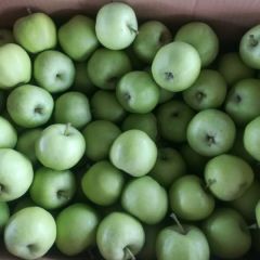 山西临猗青苹果大量供应中